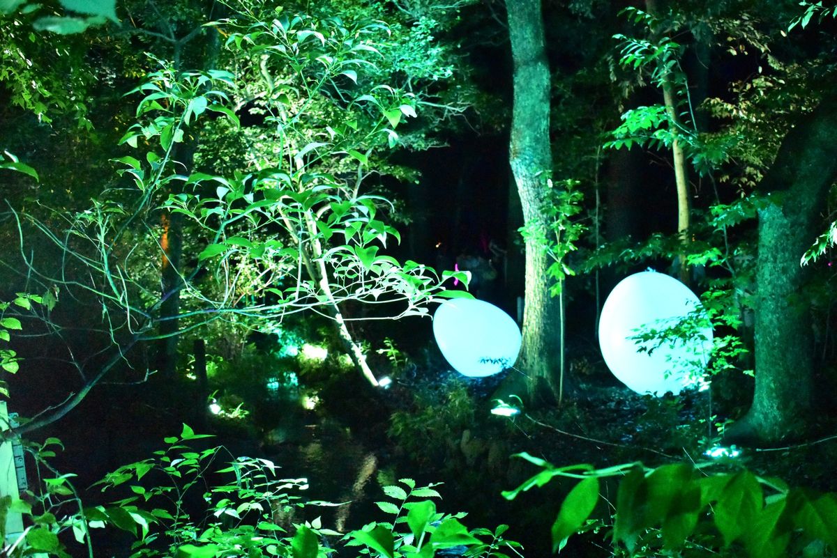 下鴨神社　糺の森の光の祭　teamLab