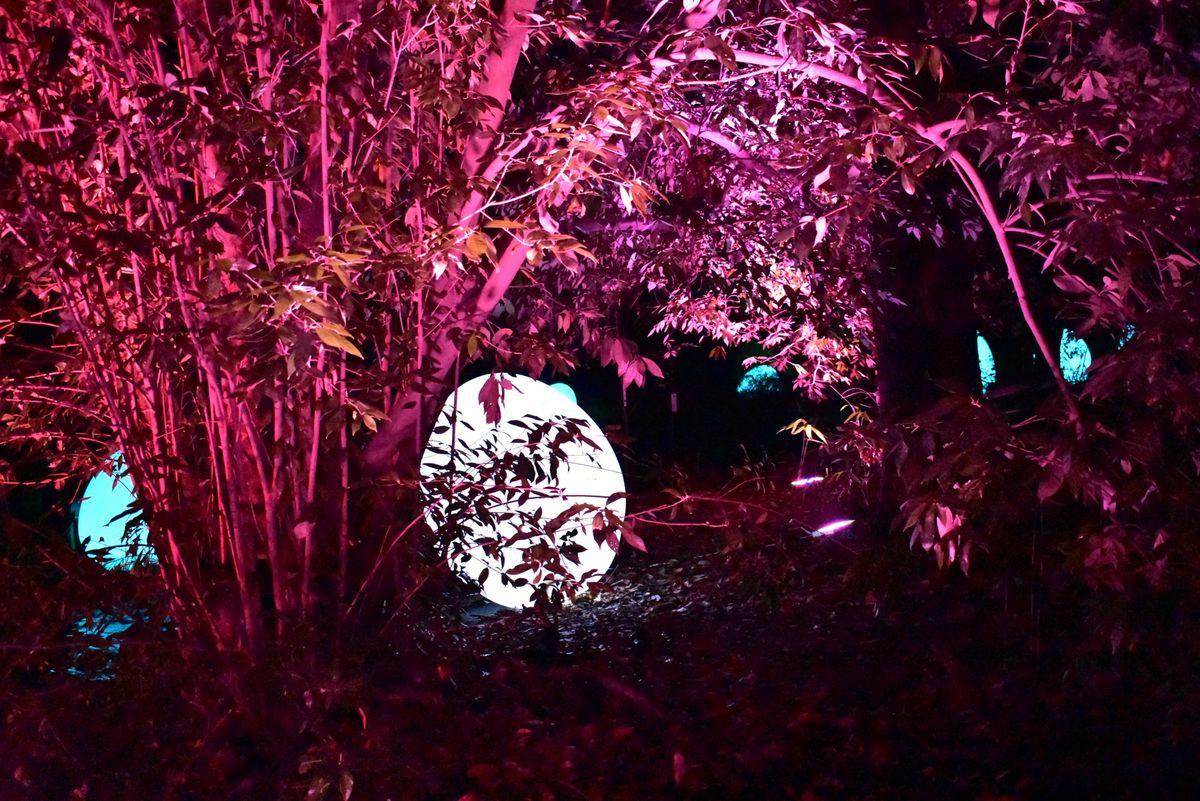 下鴨神社　糺の森の光の祭　teamLab