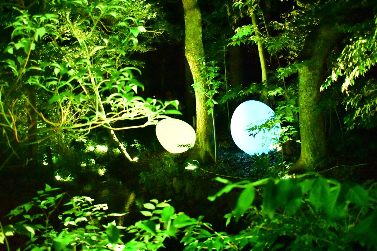 下鴨神社　糺の森の光の祭　teamLab