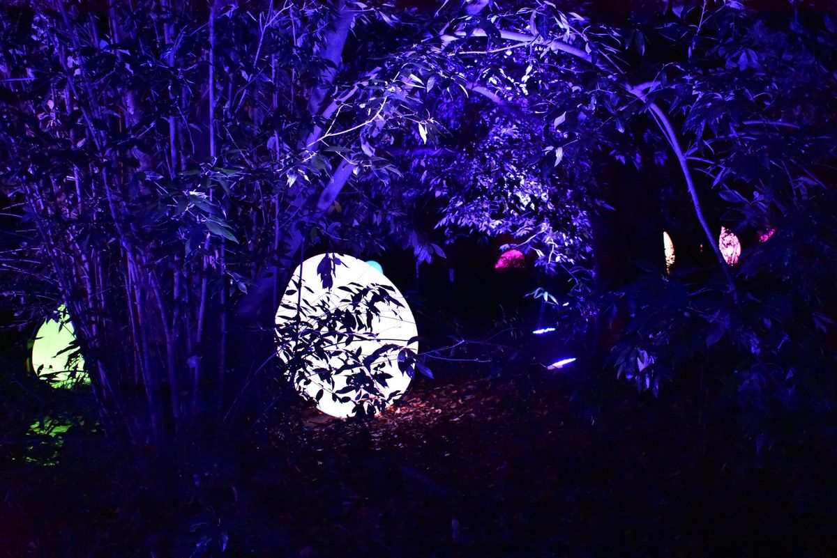 下鴨神社　糺の森の光の祭　teamLab