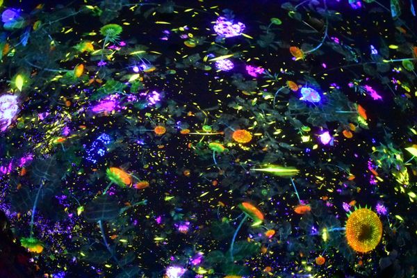 日本・東京都「チームラボ Planets」の写真：お花舞う