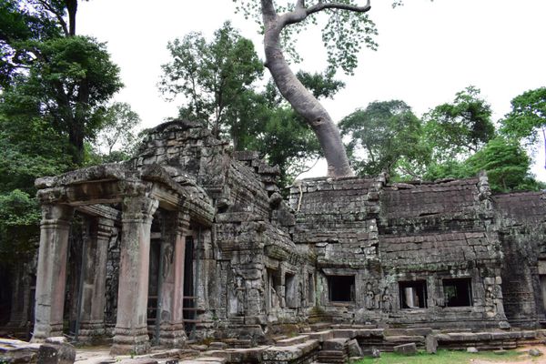 カンボジア・シェムリアップ「カンボジア旅行」の写真：タプローム遺跡