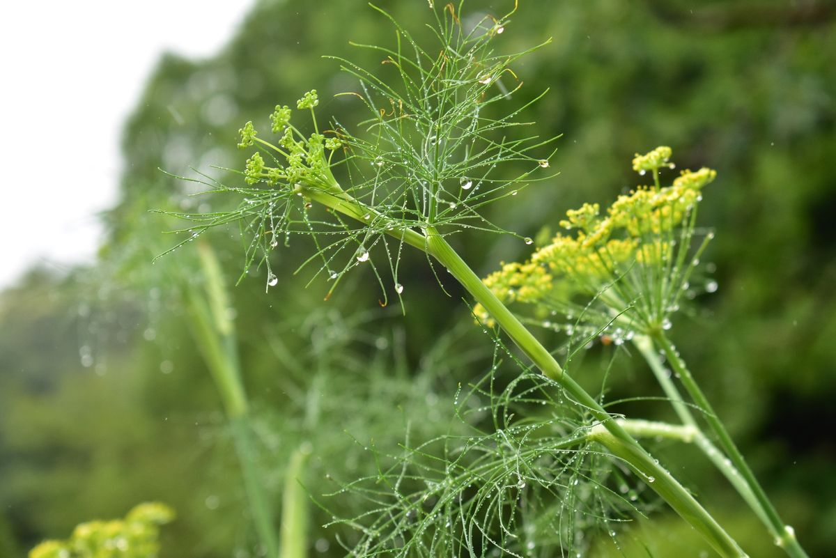神戸布引ハーブ園