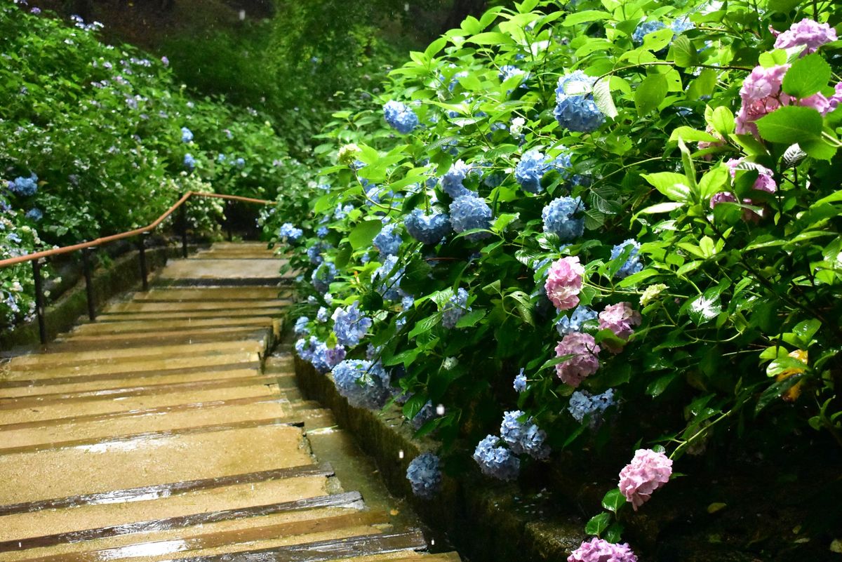 神戸布引ハーブ園