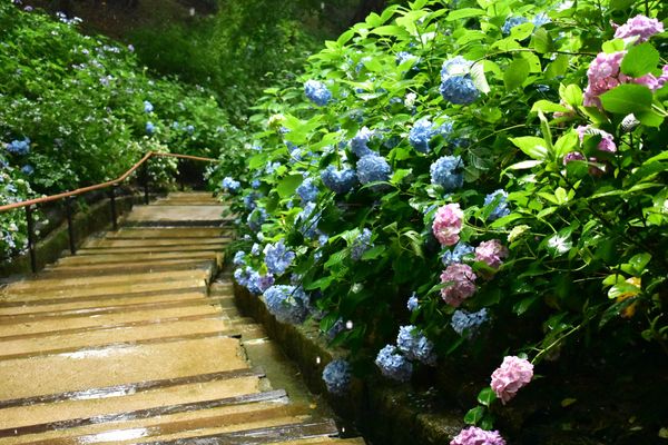 日本・神戸「兵庫大阪旅行」の写真：神戸布引ハーブ園