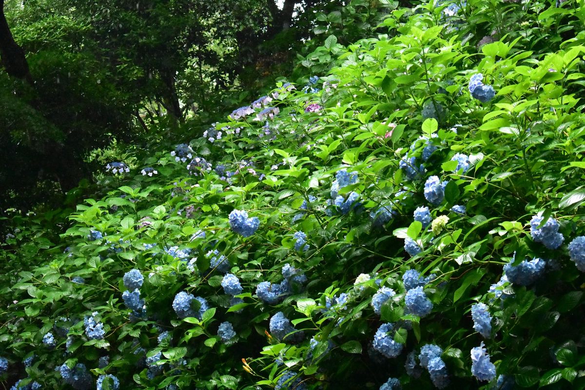 神戸布引ハーブ園