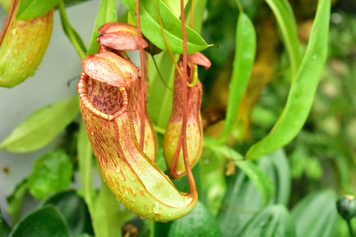 神戸布引ハーブ園