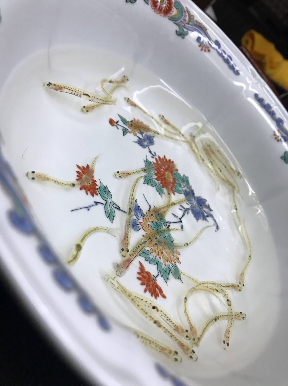 できたばかりの旅館にて白魚をいただく