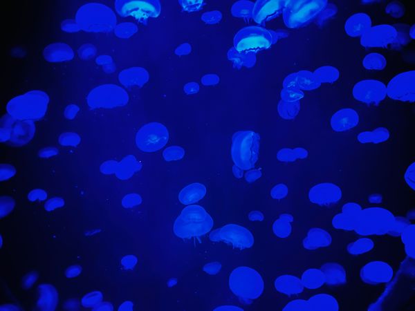 日本・福島県「アクアマリン」の写真