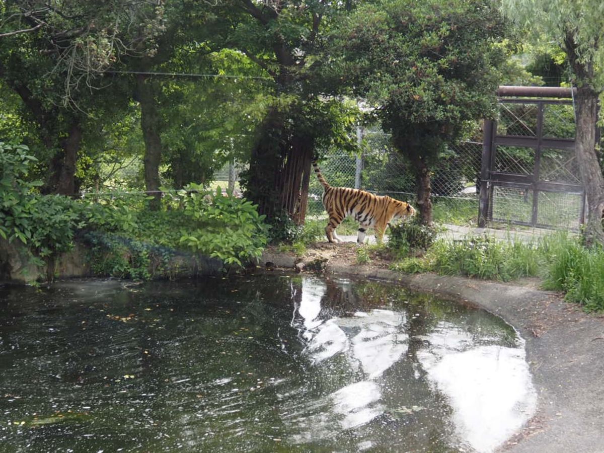 ⭐︎アドベンチャーワールド⭐︎
・サービス精神旺盛なレッサーパンダ♡
・ケ...