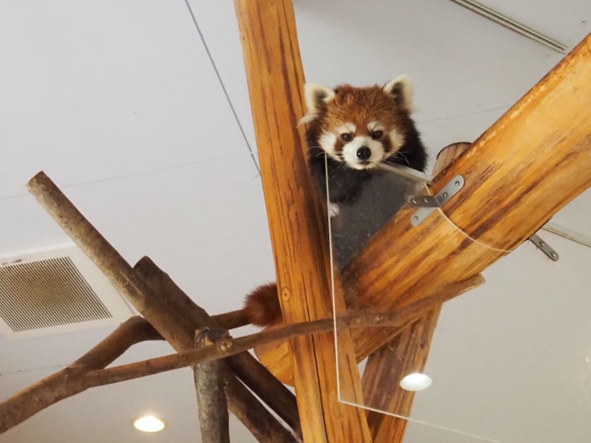 ⭐︎アドベンチャーワールド⭐︎
・サービス精神旺盛なレッサーパンダ♡
・ケ...