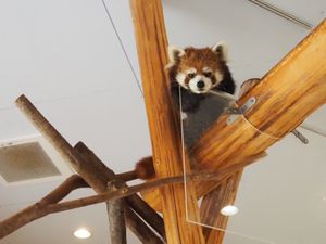 ⭐︎アドベンチャーワールド⭐︎
・サービス精神旺盛なレッサーパンダ♡
・ケ...