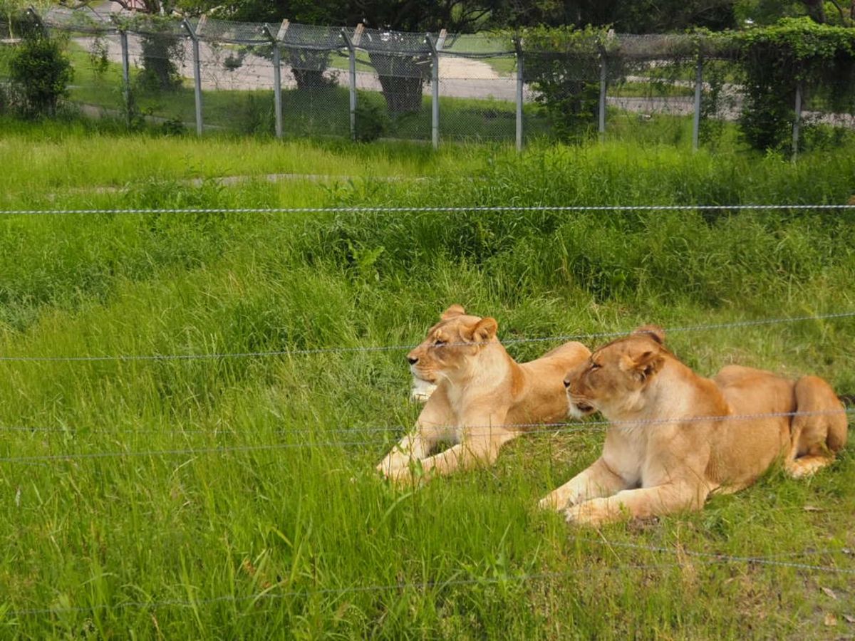 ⭐︎アドベンチャーワールド⭐︎
・サービス精神旺盛なレッサーパンダ♡
・ケ...