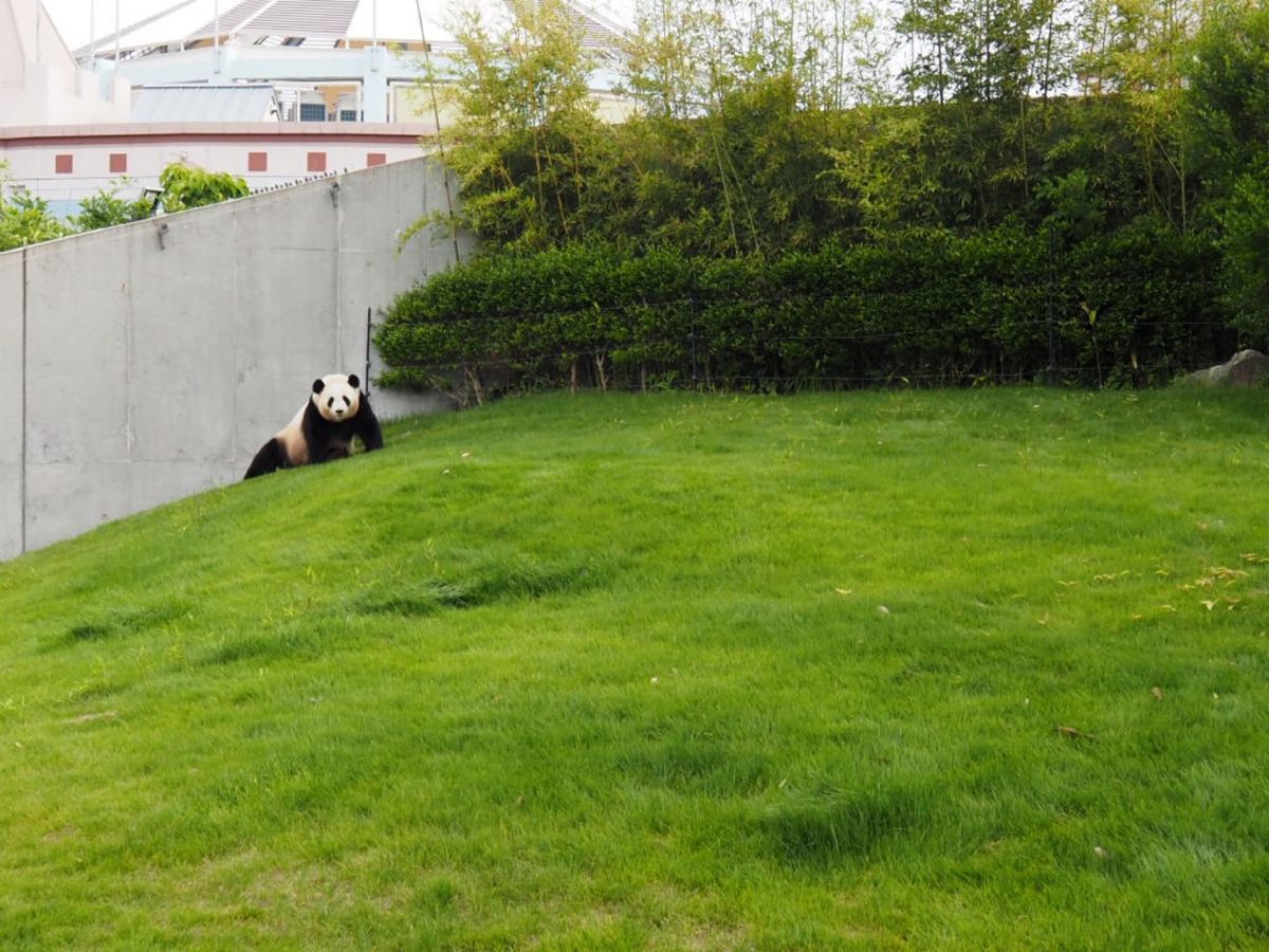 ⭐︎アドベンチャーワールド⭐︎
・入園後すぐにパンダカチューシャGet
・...