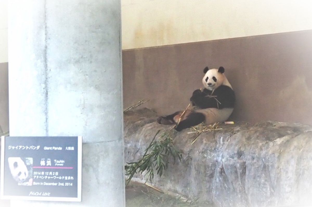⭐︎アドベンチャーワールド⭐︎
・入園後すぐにパンダカチューシャGet
・...