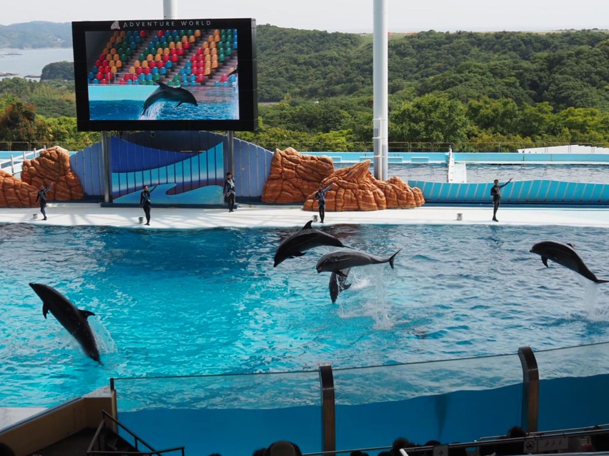 ⭐︎アドベンチャーワールド⭐︎
・サービス精神旺盛なレッサーパンダ♡
・ケ...