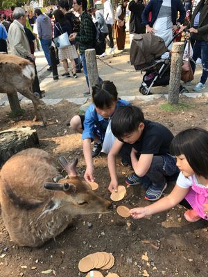 奈良といえば大仏❗️鹿🦌