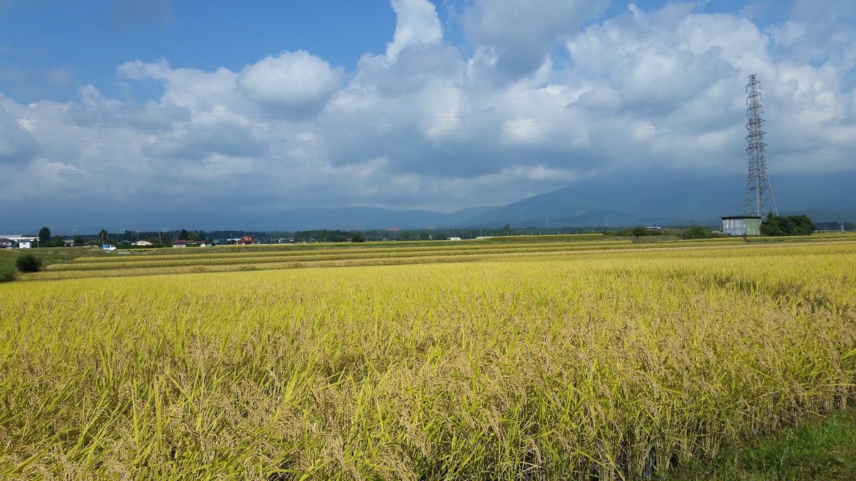 最終日、富士の裾野を下る途中で見た、一面の稲穂が美しかった。燦々と照り付け...
