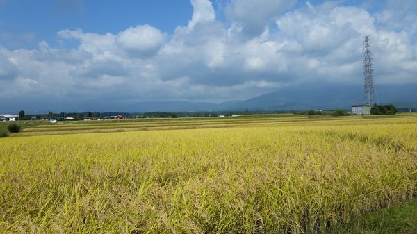 日本・静岡県「富士一周サイクリング」の写真：最終日、富士の裾野を下る途中で見た、一面...