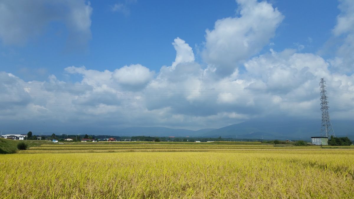 最終日、富士の裾野を下る途中で見た、一面の稲穂が美しかった。燦々と照り付け...