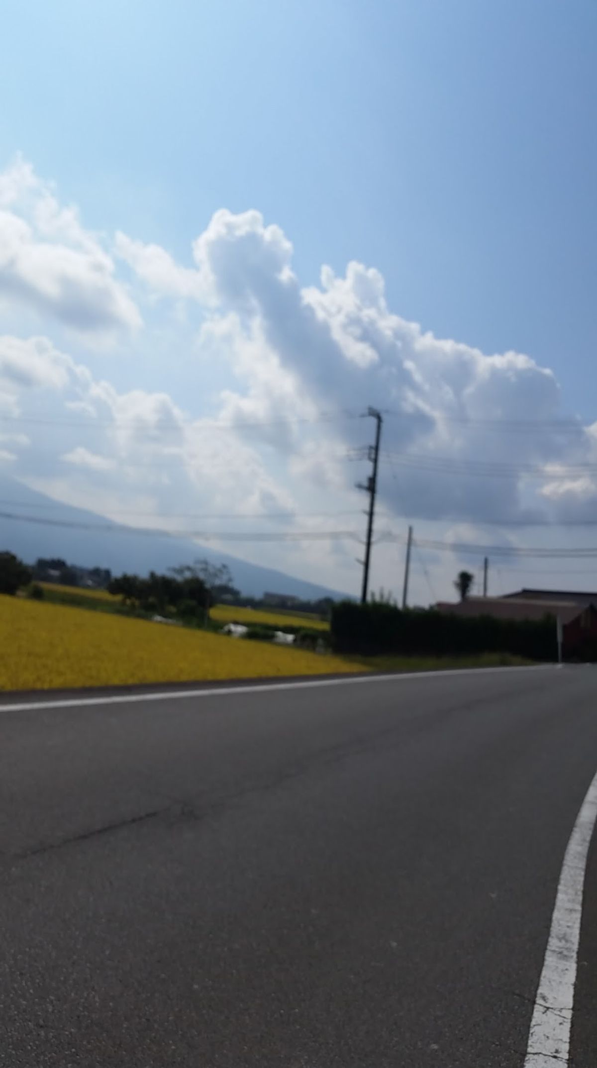 最終日、富士の裾野を下る途中で見た、一面の稲穂が美しかった。燦々と照り付け...