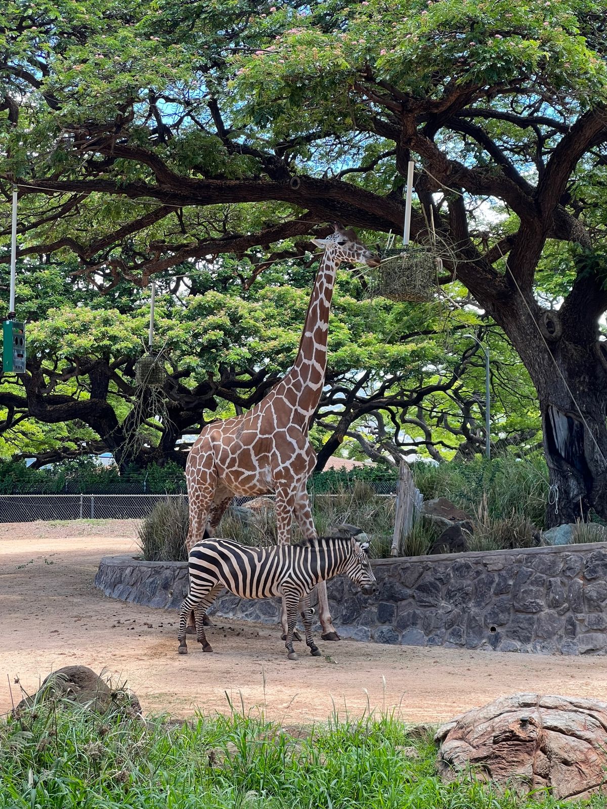 最終日はホノルルズーへ

三男坊人生初の動物園