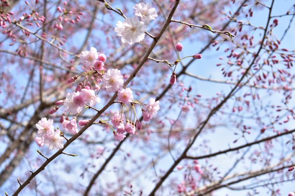日本・東京都「お花見2018」の写真