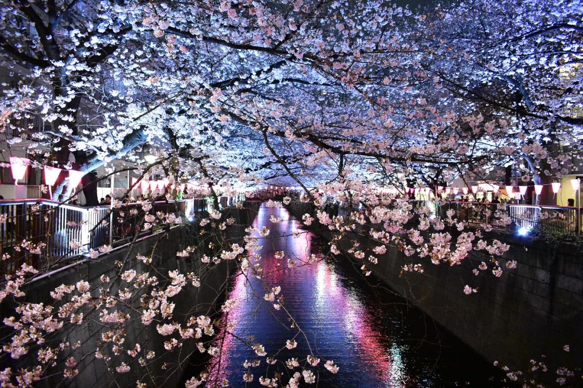 目黒川の夜桜
