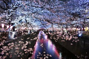 目黒川の夜桜