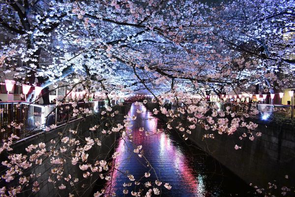 日本・東京都「お花見2018」の写真：目黒川の夜桜