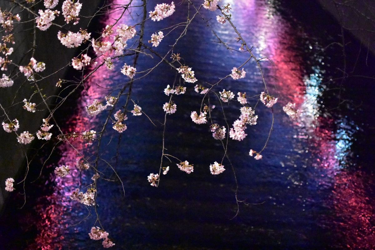 目黒川の夜桜