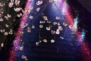 目黒川の夜桜