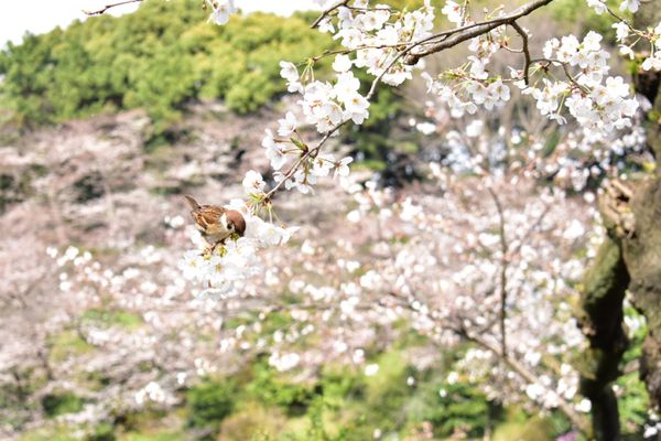 日本・東京都「お花見2018」の写真