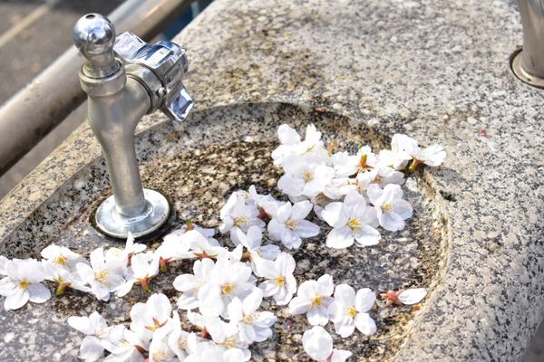 日本・東京都「お花見2018」の写真