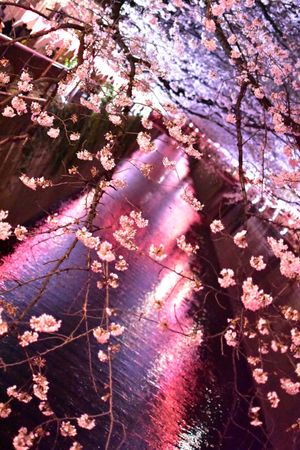 目黒川の夜桜