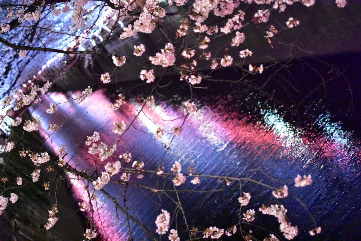 目黒川の夜桜