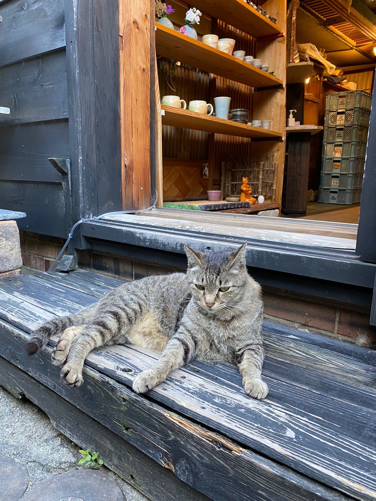 常滑の猫ちゃんシリーズ
これにて伊勢志摩の旅、終了❗️