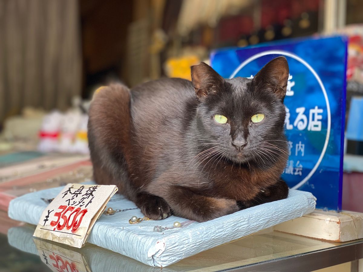 2日目はアジサイで有名な大慈寺でアジサイを眺め、大王崎灯台へ。この町は地域...