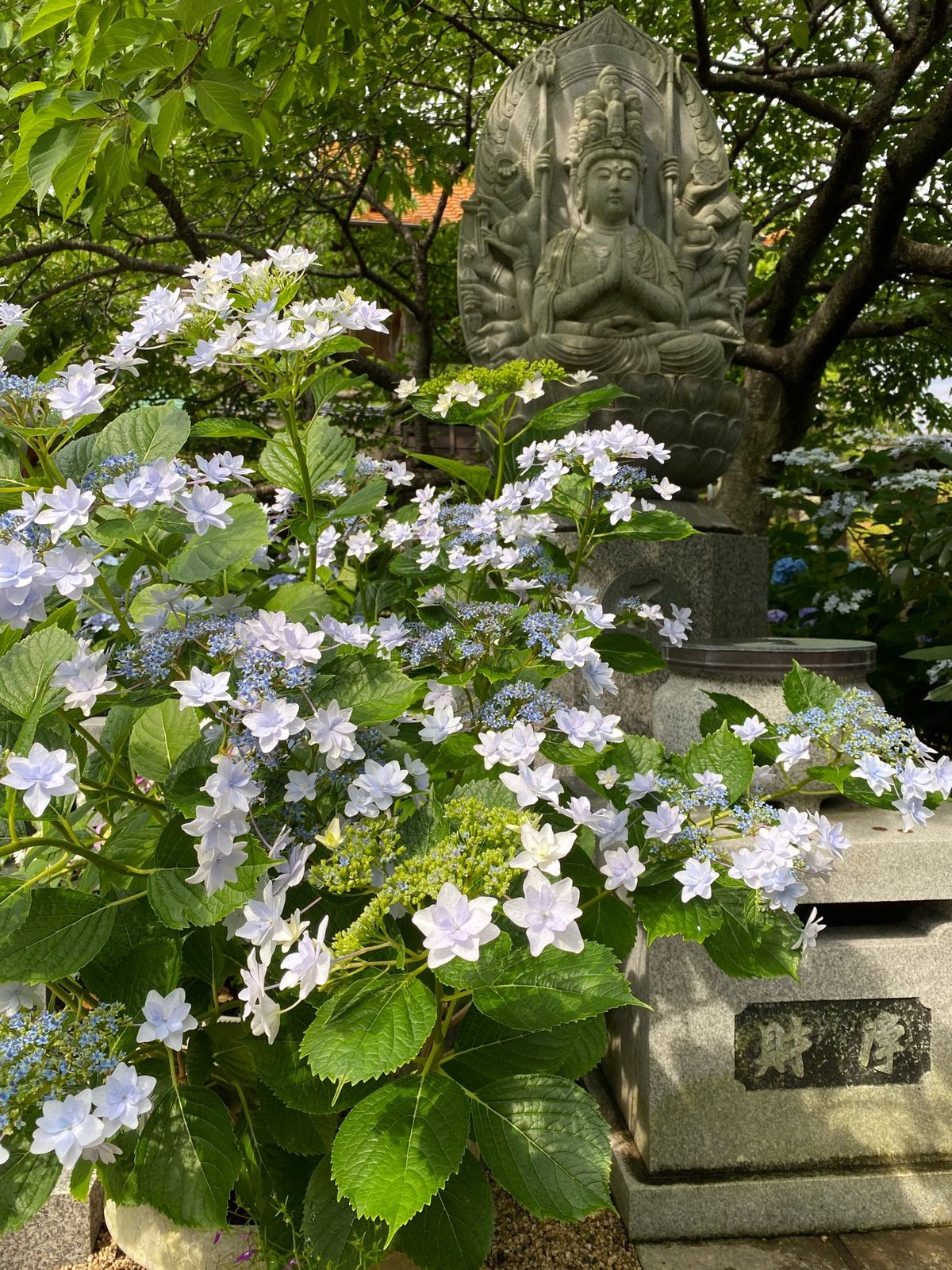 2日目はアジサイで有名な大慈寺でアジサイを眺め、大王崎灯台へ。この町は地域...