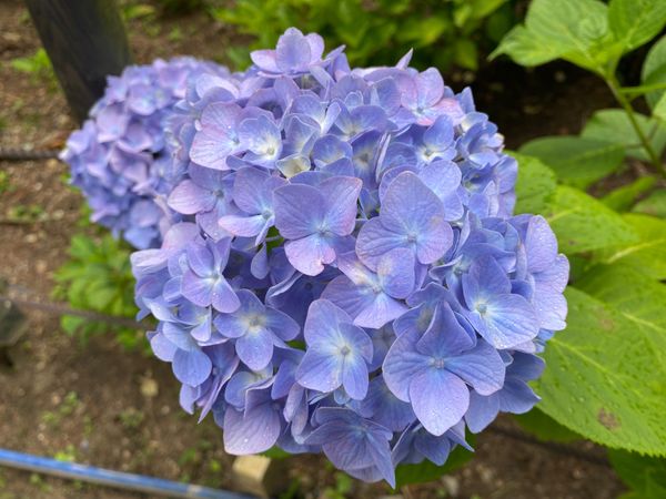 日本・京都府「京都旅行」の写真