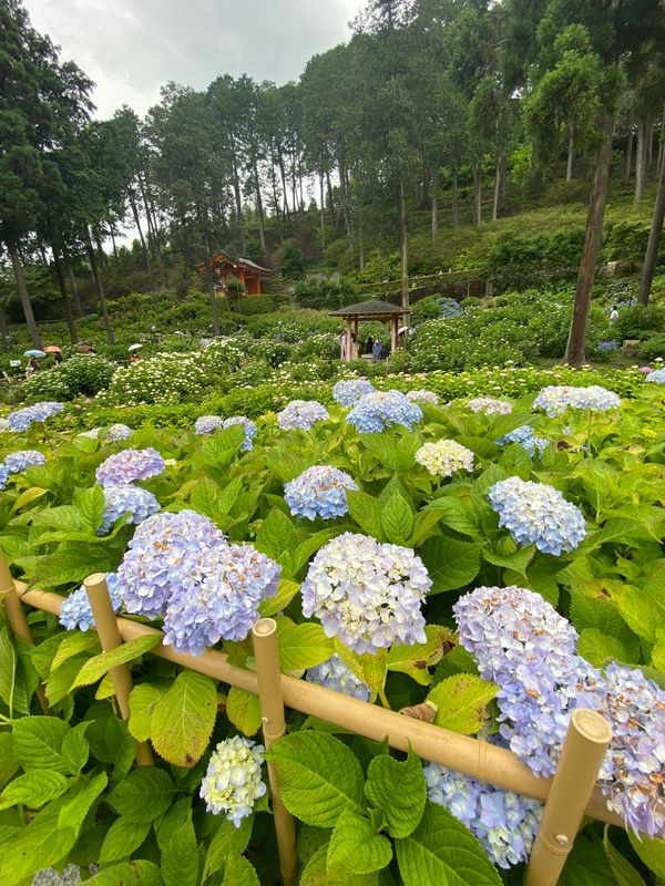 日本・京都府「京都旅行」の写真