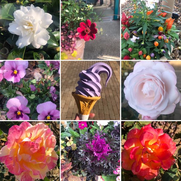 日本・栃木県「あしかがフラワーパーク」の写真：藤の花の時期にまた行ってみたい。