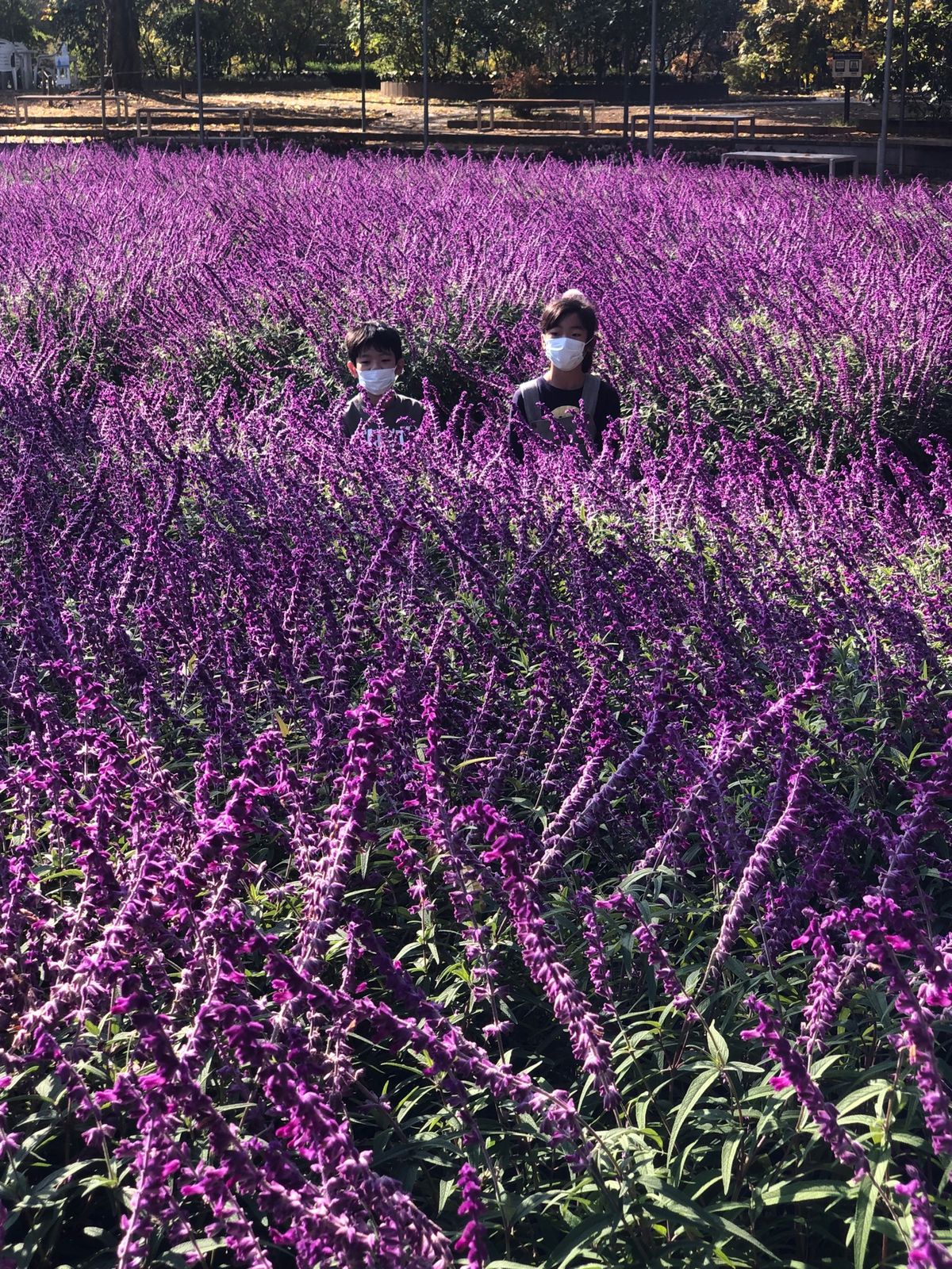 藤の花の時期にまた行ってみたい。