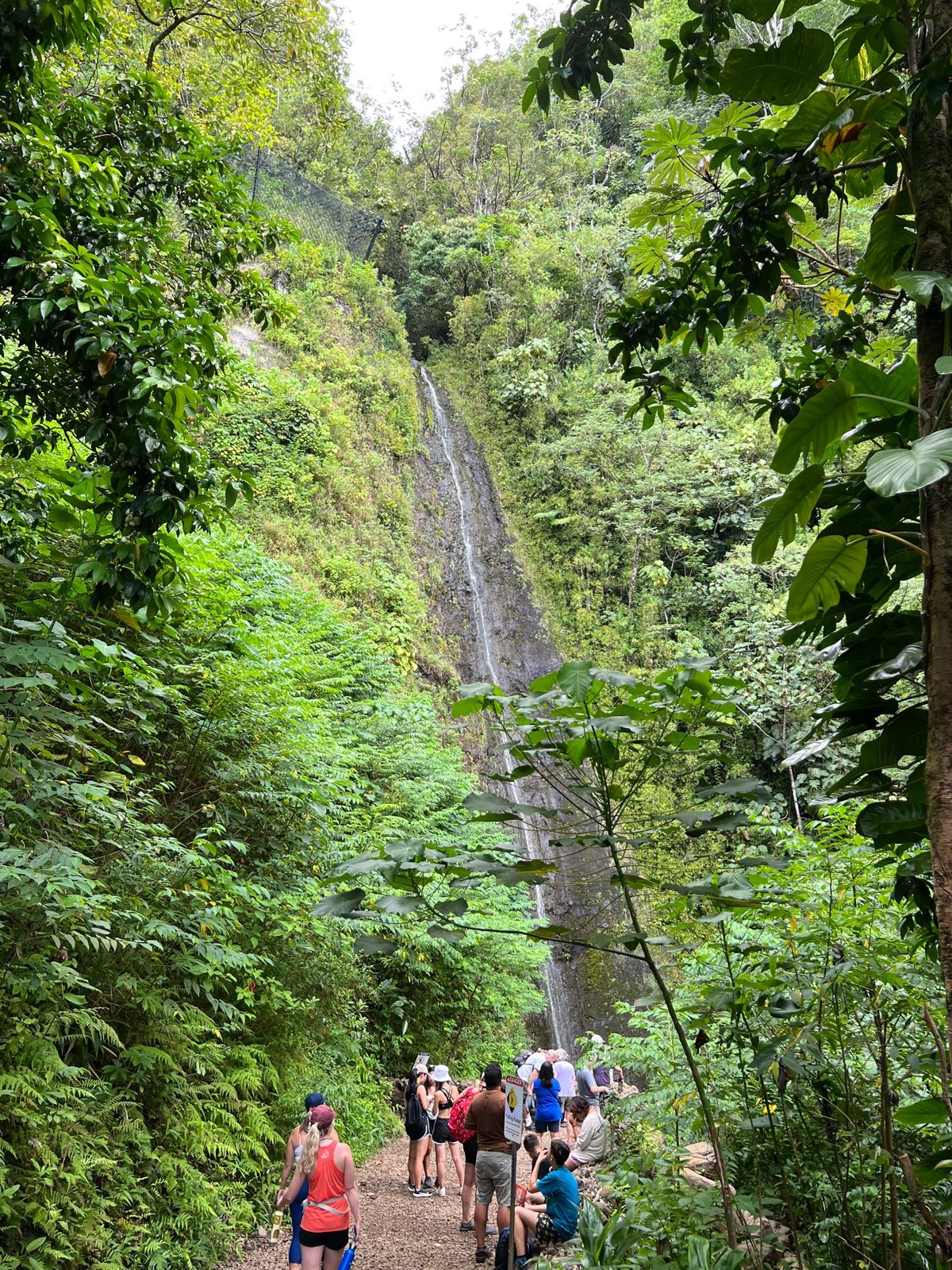 マノアの滝
ようやく観光らしいことをしてきました