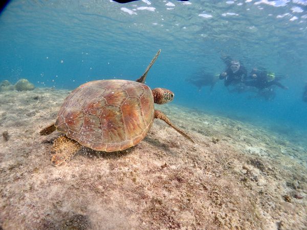 日本・宮古島「宮古島旅行」の写真：限りなく透明に近いブルー✨