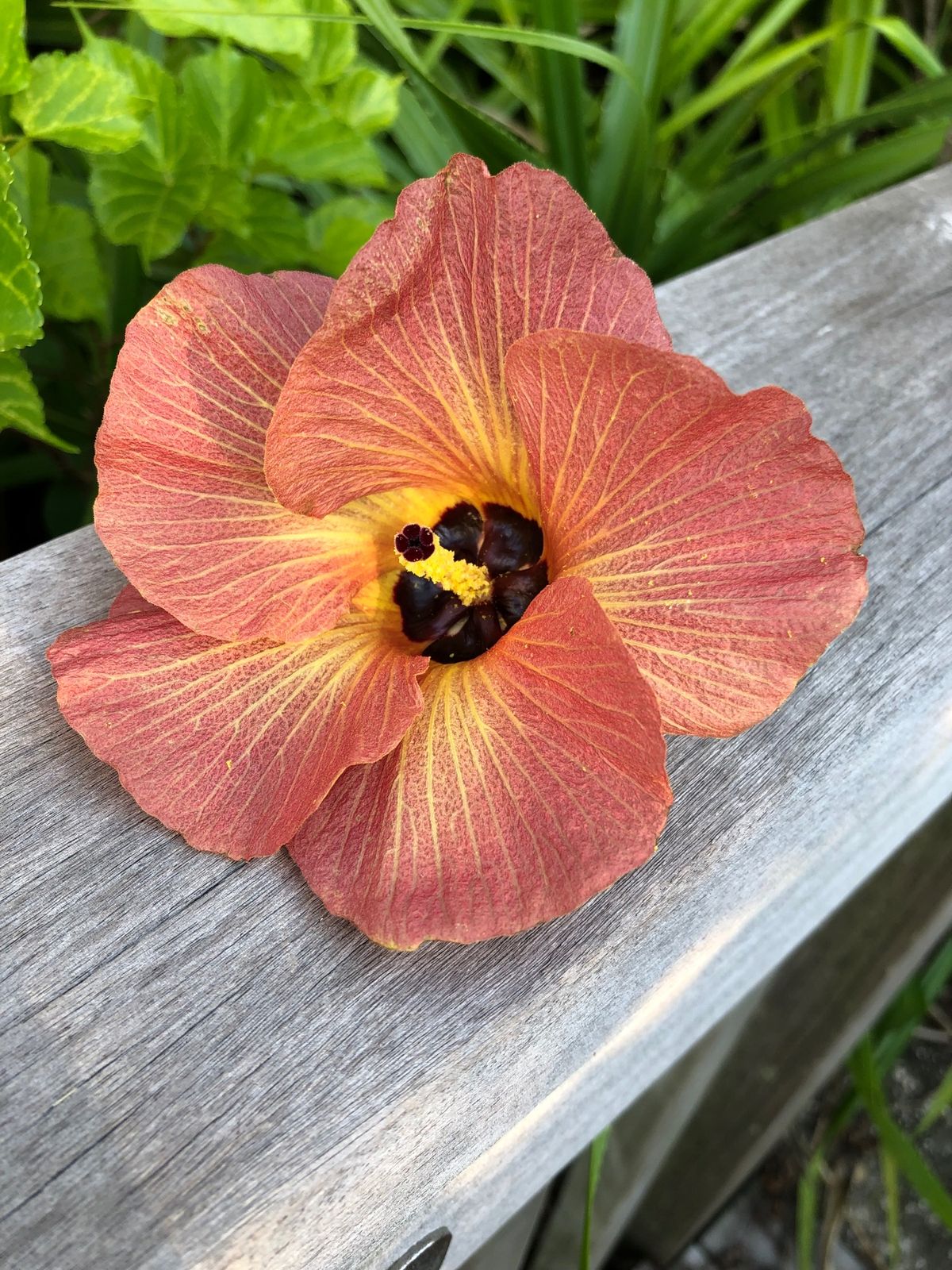 とっても綺麗なハイビスカス🌺