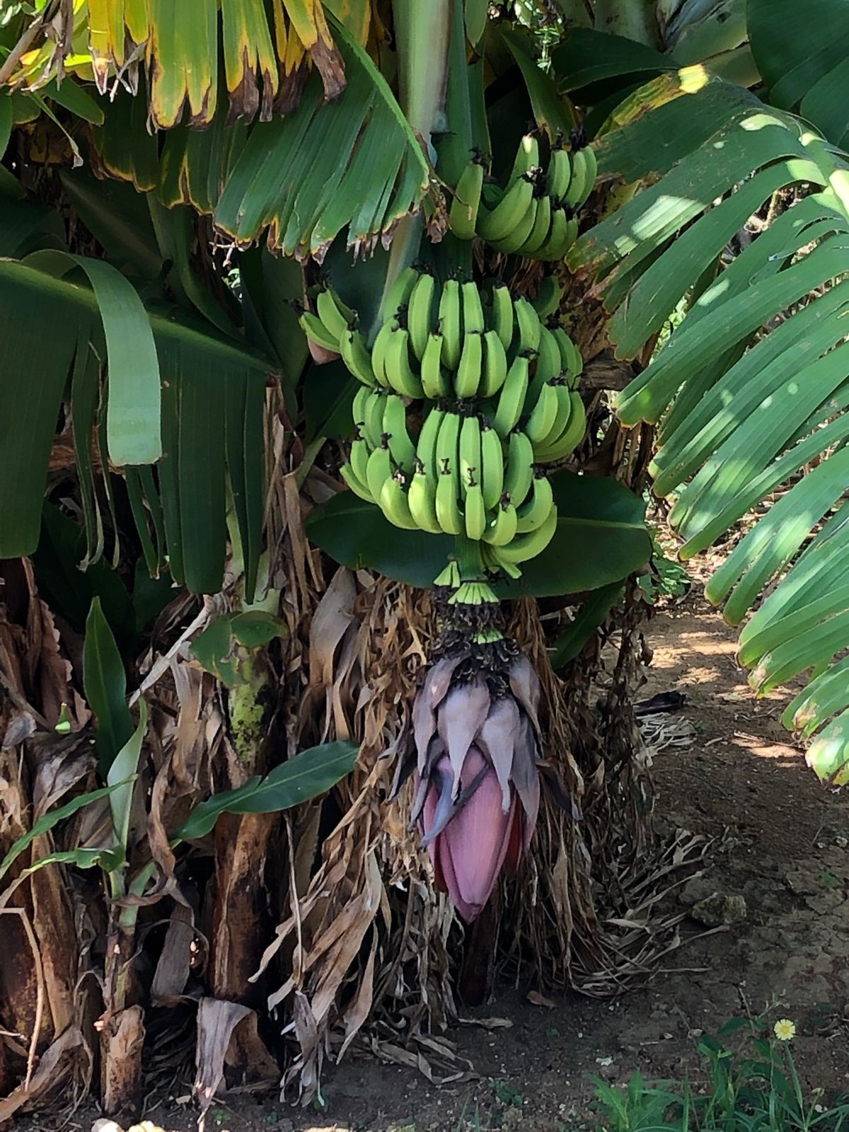 とっても綺麗なハイビスカス🌺