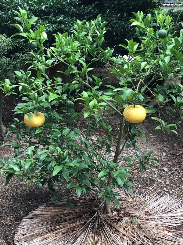 日本・山口県「萩旅行」の写真：萩　菊が浜
