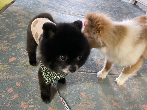 日本・三重県「わん旅三重」の写真