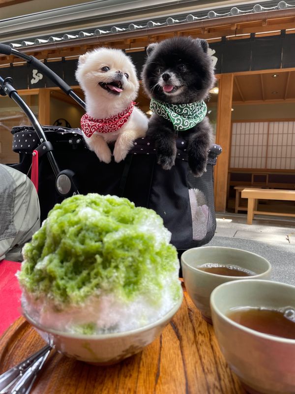 日本・三重県「わん旅三重」の写真